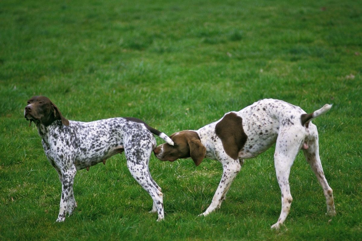 Conseils pour le dressage d’un Braque Bourbonnais : Méthodes efficaces