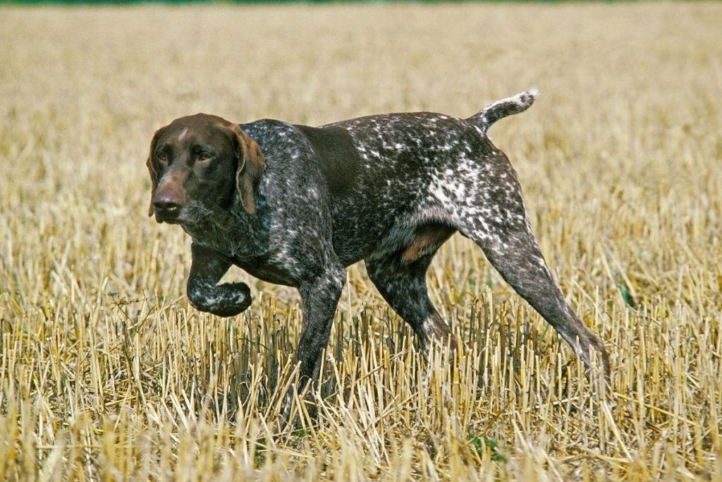 Braque du Bourbonnais en chasse