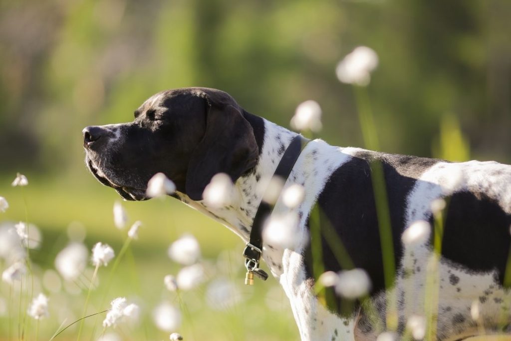 Braque du Bourbonnais en chasse