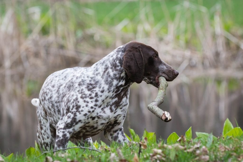 Braque du Bourbonnais en chasse