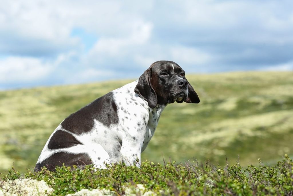 Braque du Bourbonnais en chasse